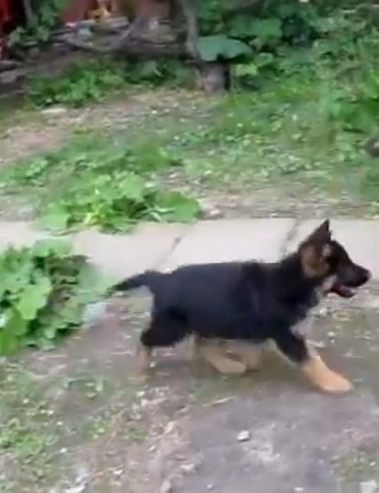 Ciobănesc german talie mare de pază