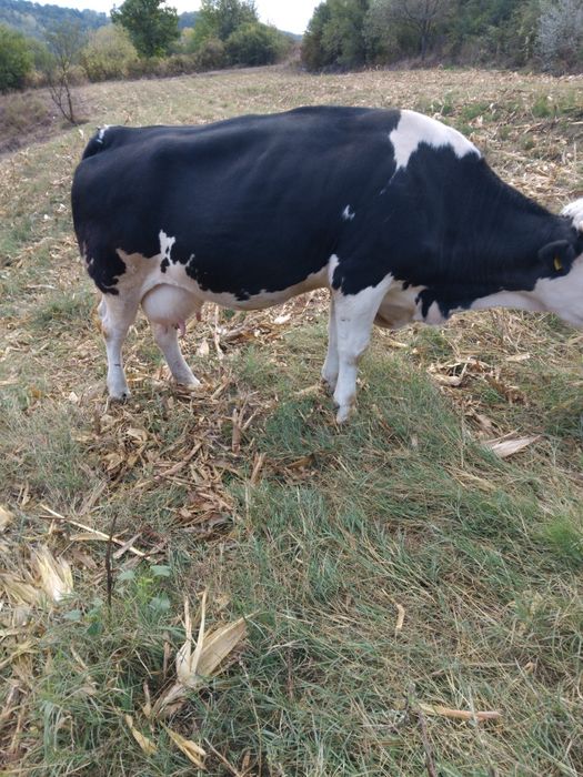 Vacă cu vitea de doua luni