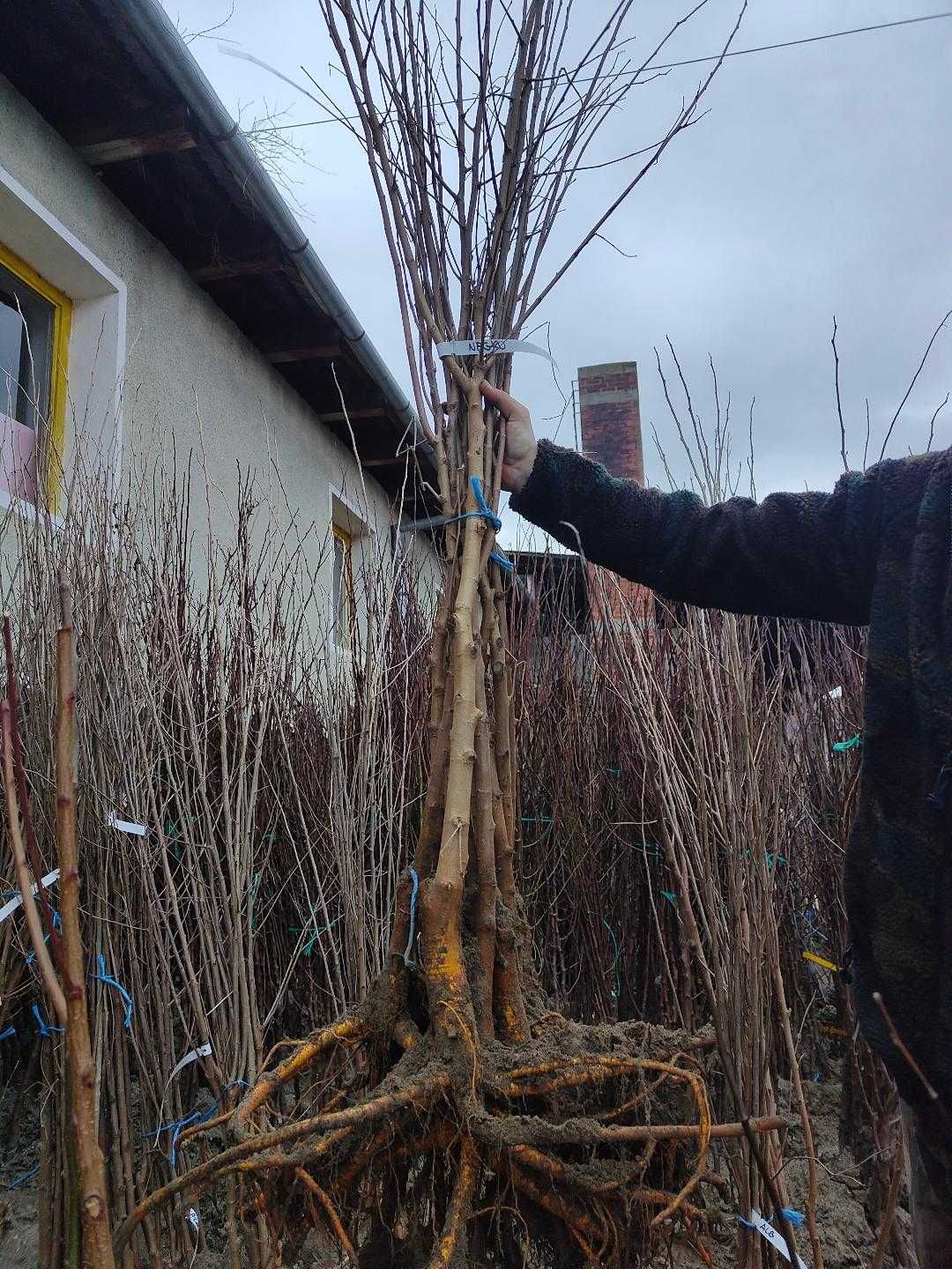 Cires altoi/aluni/Chandler/Agris.smochini/Paulownia.livrare