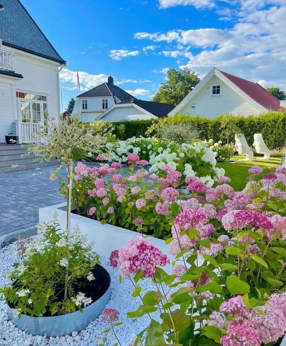 Гортензия маршмеллов древовидная розовая