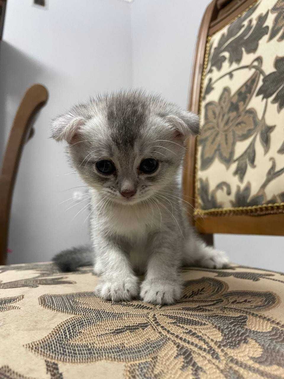 Котята скотиш фолд, скотиш страйт