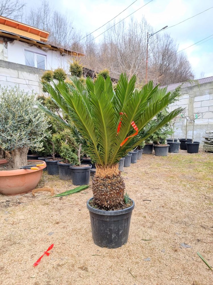 Vand palmier cycas