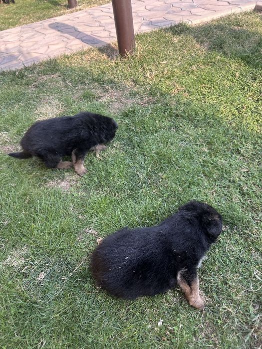 Щенки немецкой овчарки