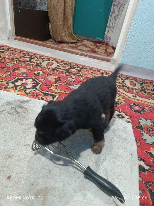 Собаки в хорошые руки