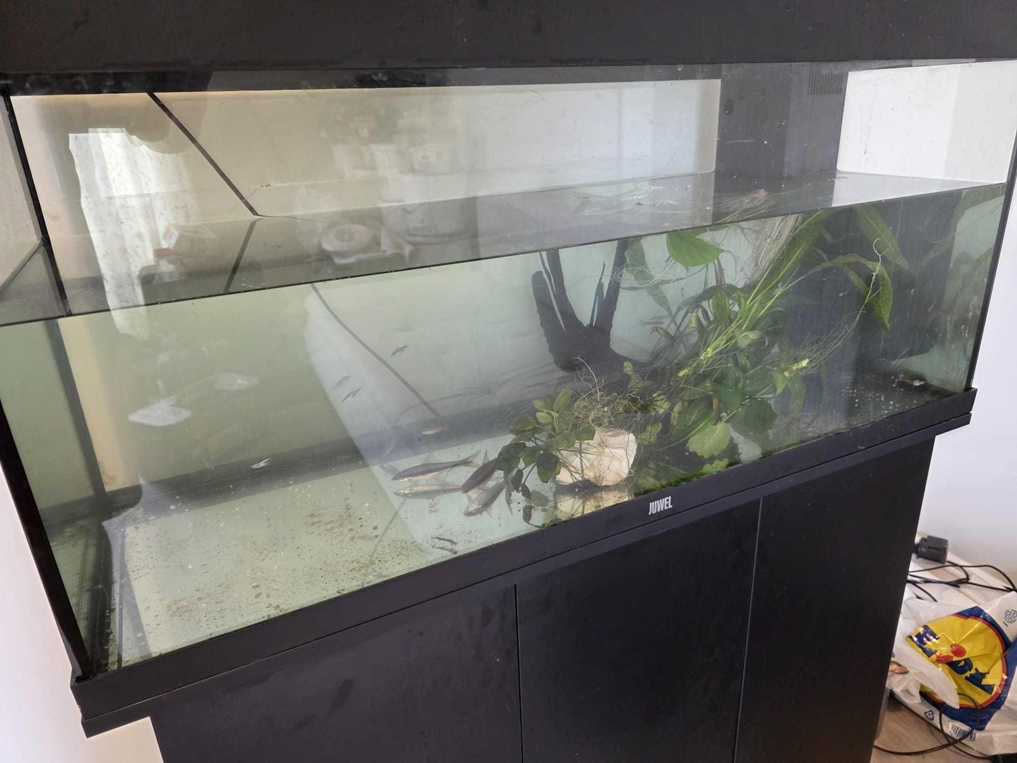 Acvariu RIO JUWEL 180