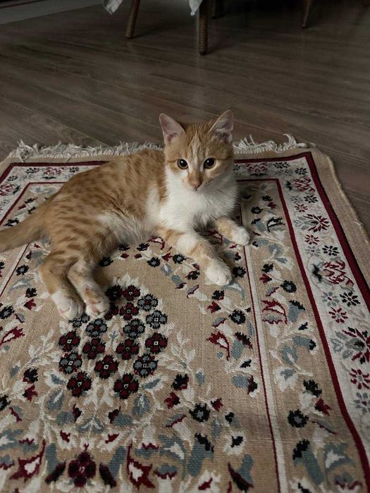Отдам котят бесплатно