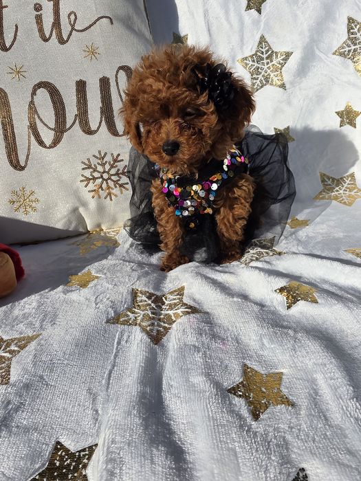 Пудел той момиче с документ за произход