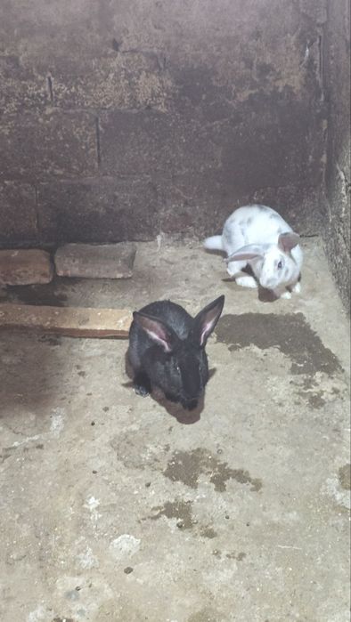 Домашний кролик оптом и в розницу