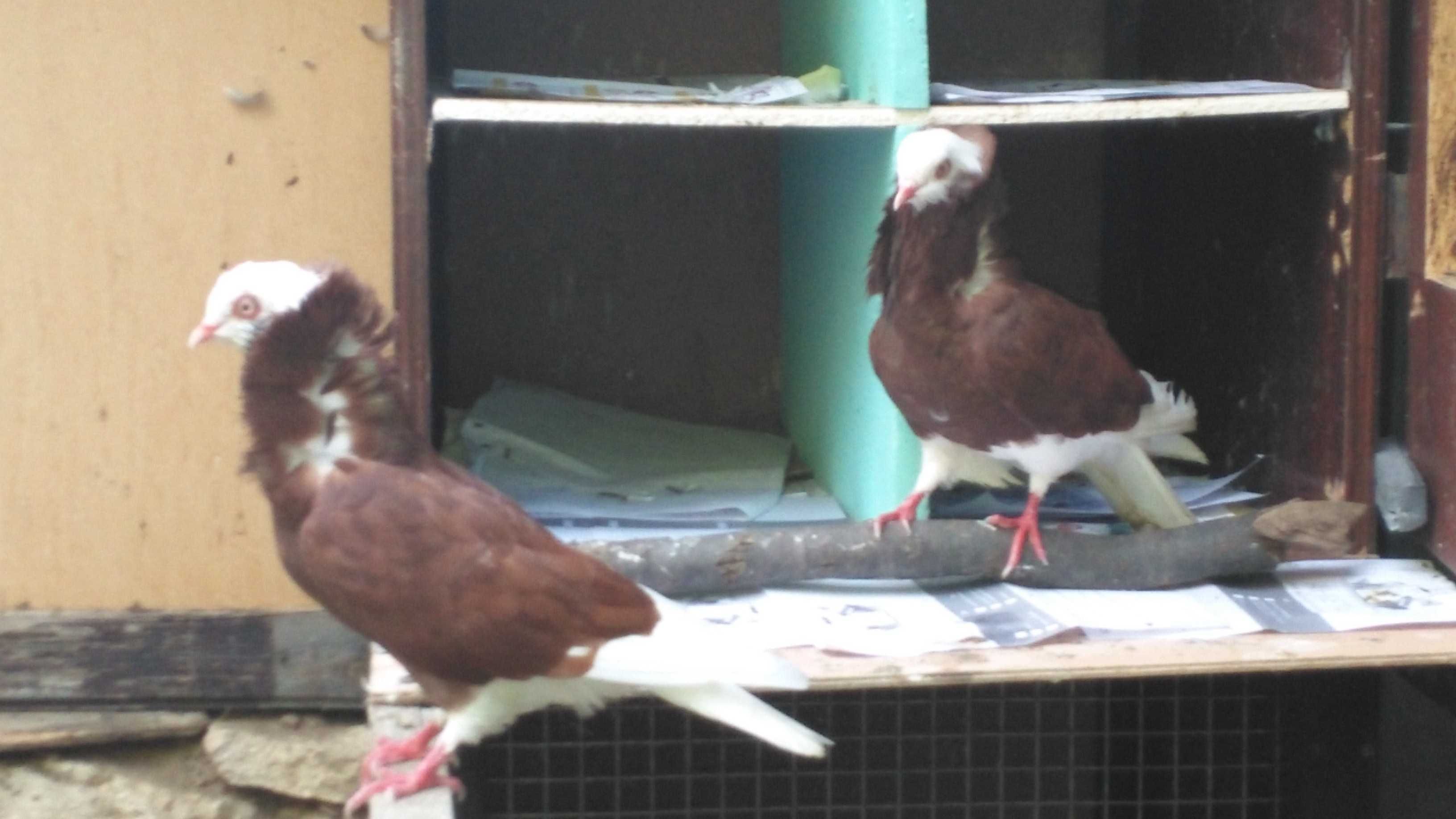 продава уникални гълъби капуцини