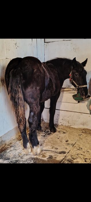 Mânză disponibilă de cinci luni