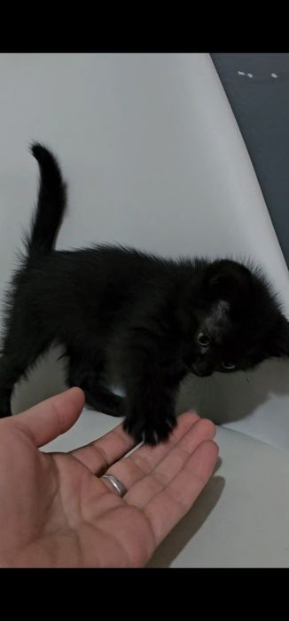 Котятки в добрые руки