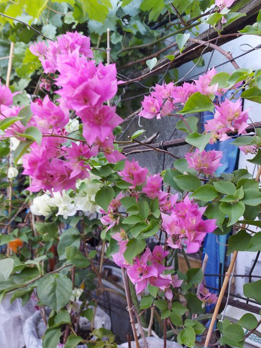 бугенвиллии малыши и взрослые растения.  распродажа