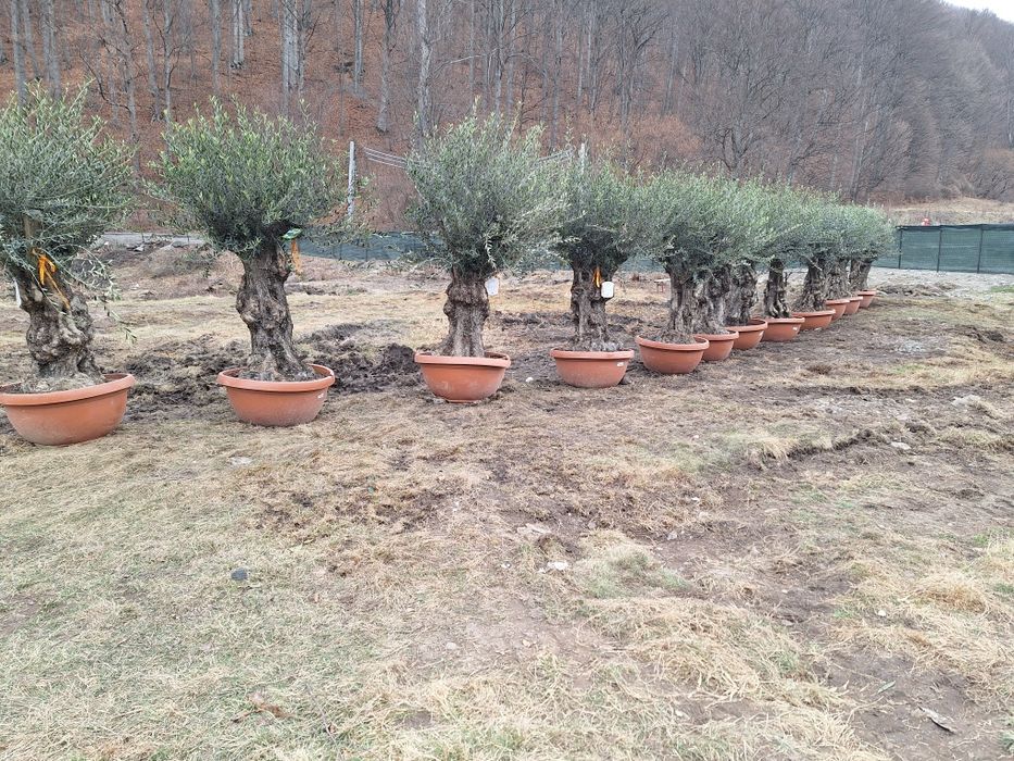 Vindem plante ornamentale tuia spiral măslin palmieri mestecân palmier