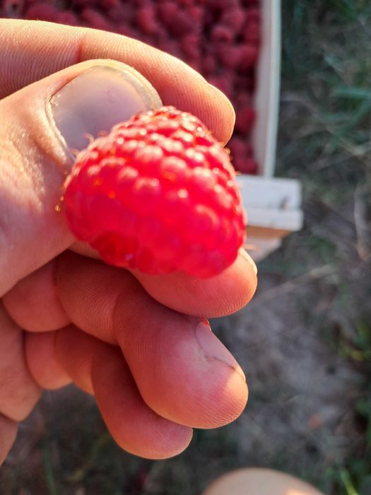 Drajoni zmeura remontat