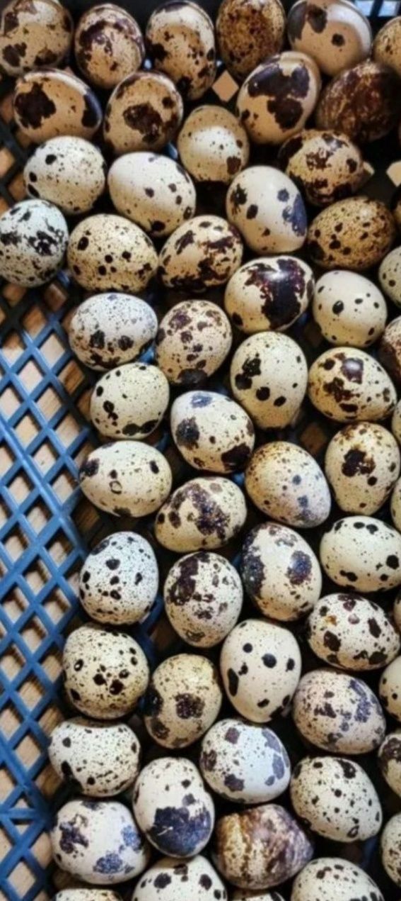 Bedana tuxum bor