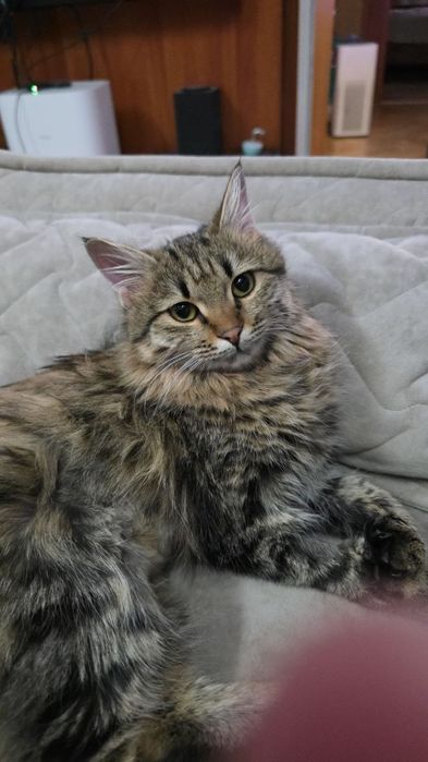 Отдаю  кошечку в семью .