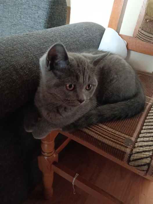 Se vinde motan british shorthair