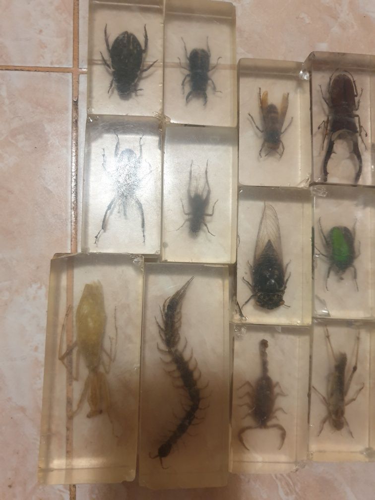 Scorpion și viespie ucigașă gandaci lacuste în plastic