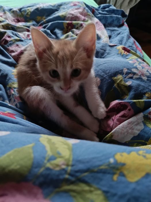 Подарявам малко котенце