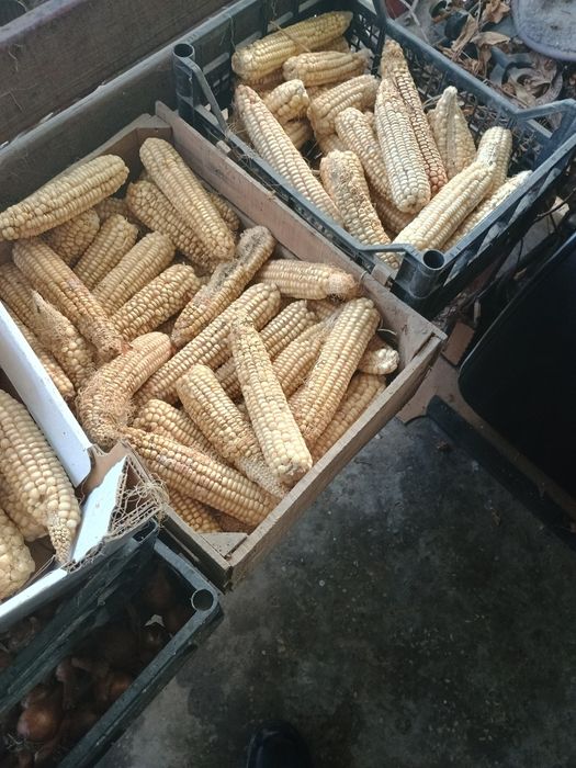 Продавам бяла царевица