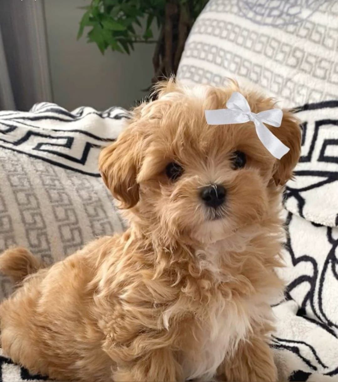 Maltipoo Fetiță  A