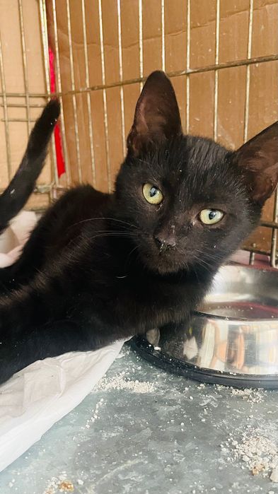 Pisicuțe negre spre adopție