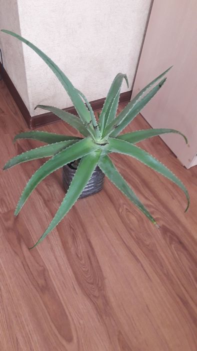 Большое и сочное лечебное алоэ с доставкой