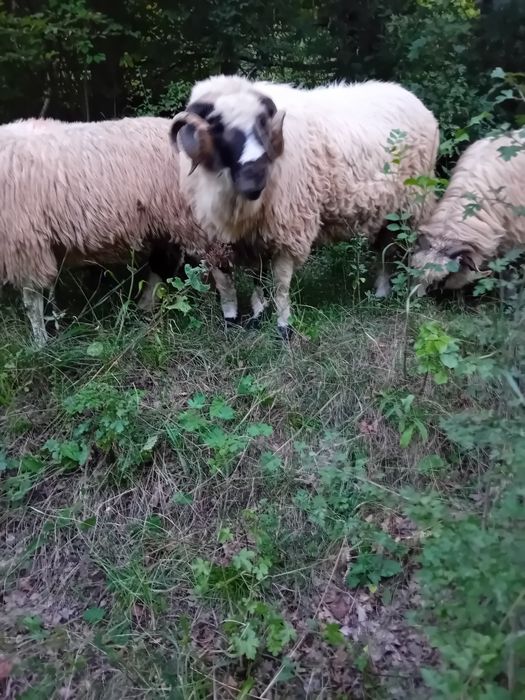 Vand schimb berbec breaz