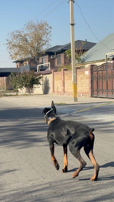 Обменяю кабеля хорошего на суку добермана срочно