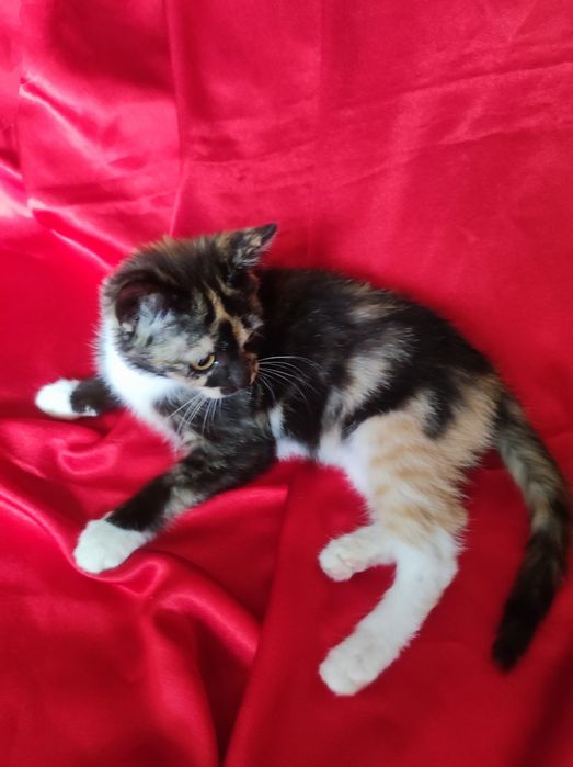 Котенок 3месяца девочка