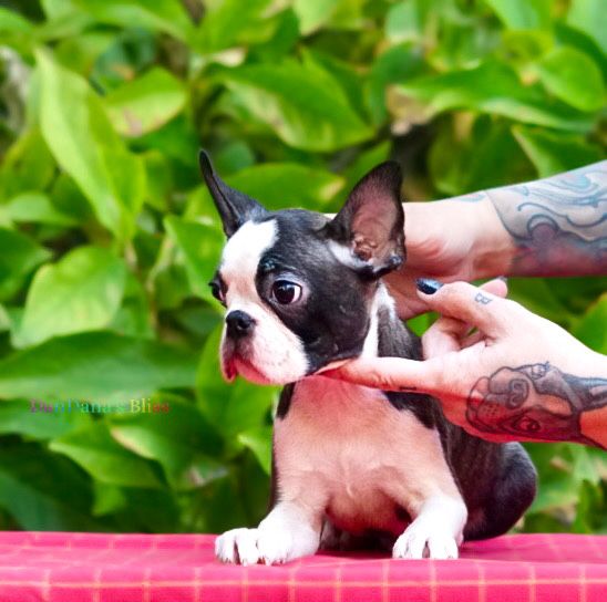 Baietel boston terrier cu pedigree