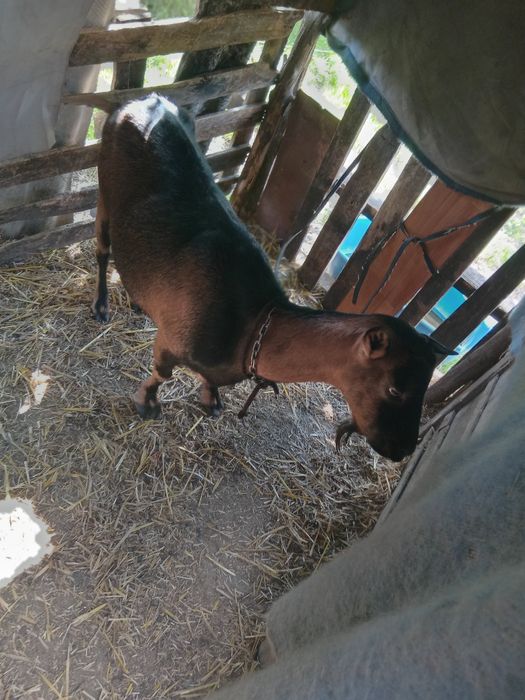 Care alpine originala