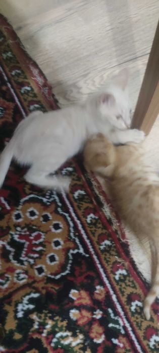 Котята 3шт жёлтого цвета отдаем срочно