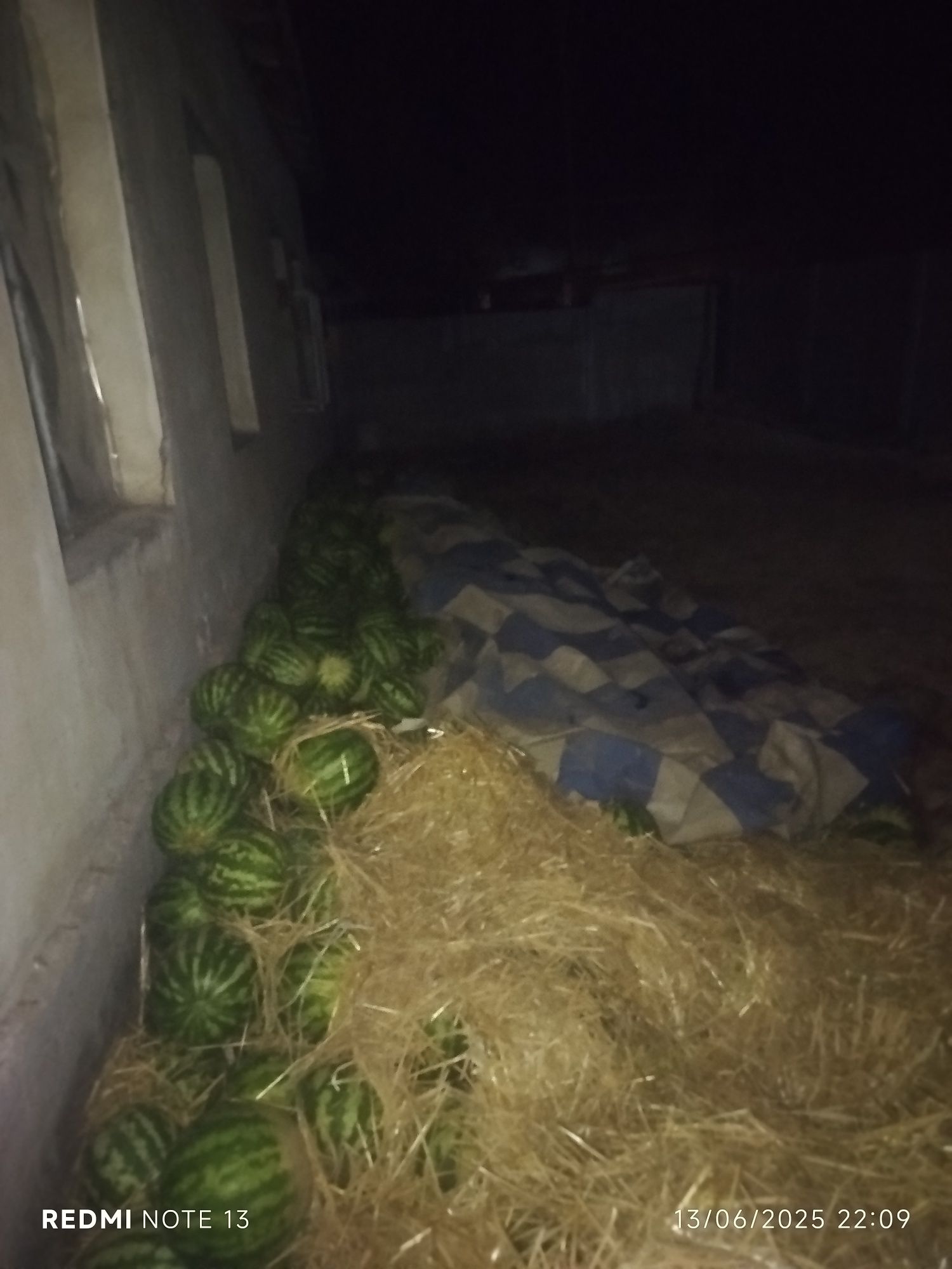 Tarvuz  optim narx