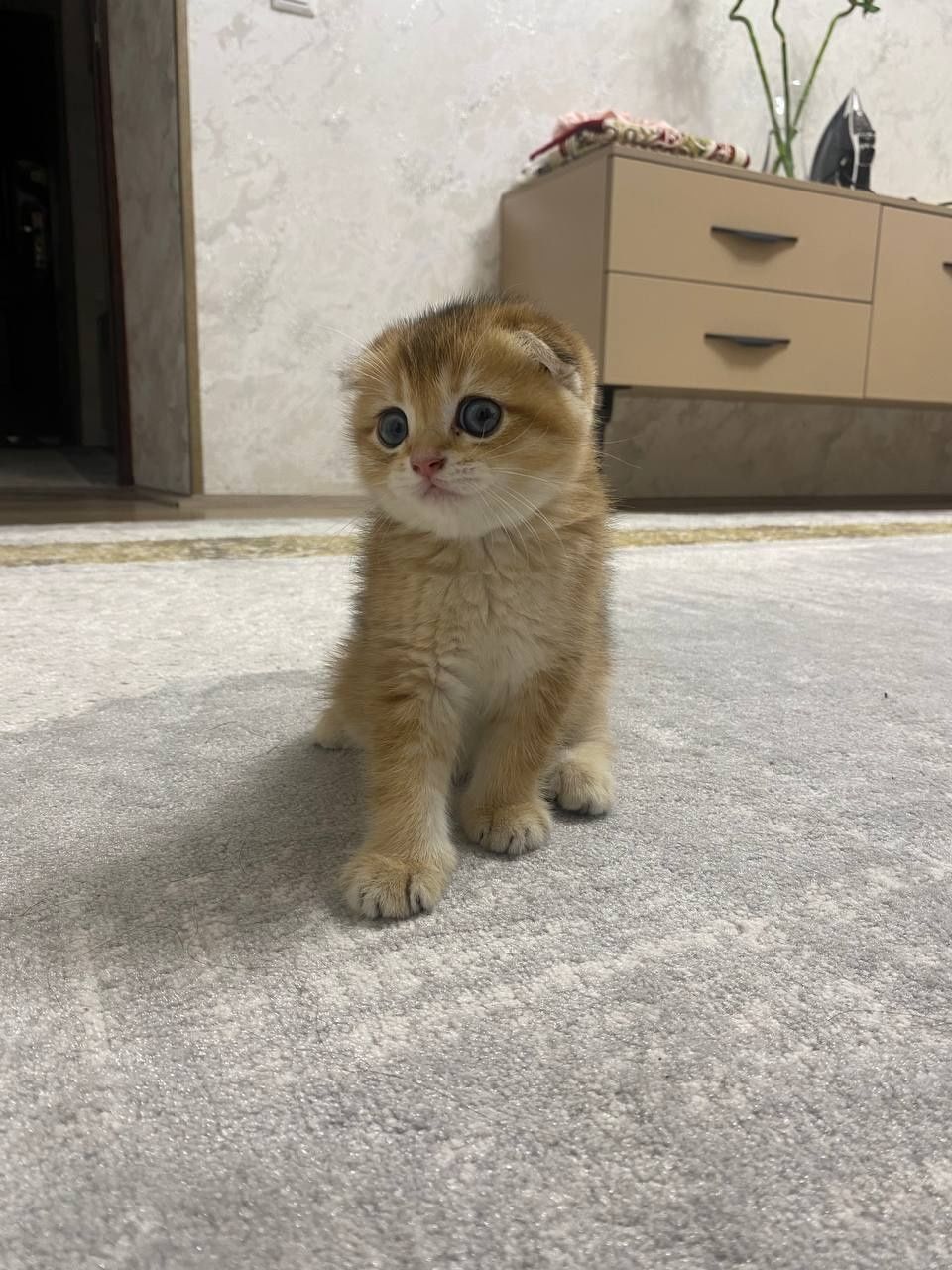 Котята шотландская (золотая шиншилла)