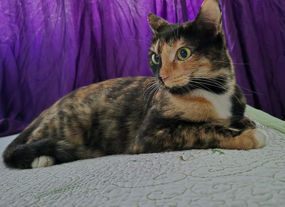 Spre adopție pisica adult