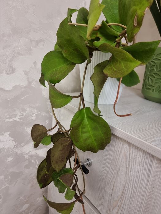 Продаю цветы.папоротник.замиакулькас.хойя.жасмин