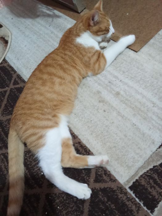 Donez pisici sterilizate