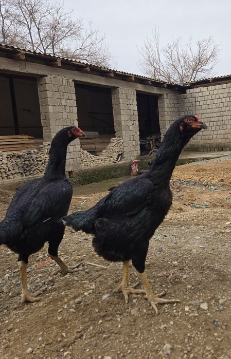 Шу хуроз ва  товукларни "тухуми" сотилади