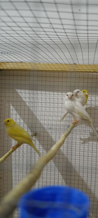 Kanareka sotiladi 3 ta nar 1 ta moda soglom tayor