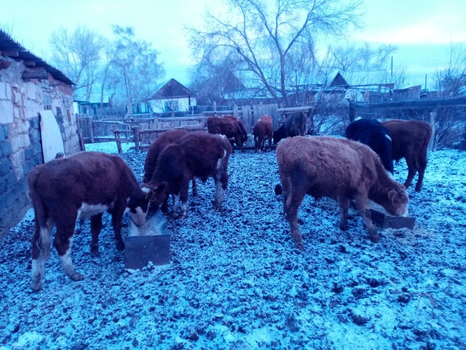 Подсосные бычки 15 голов