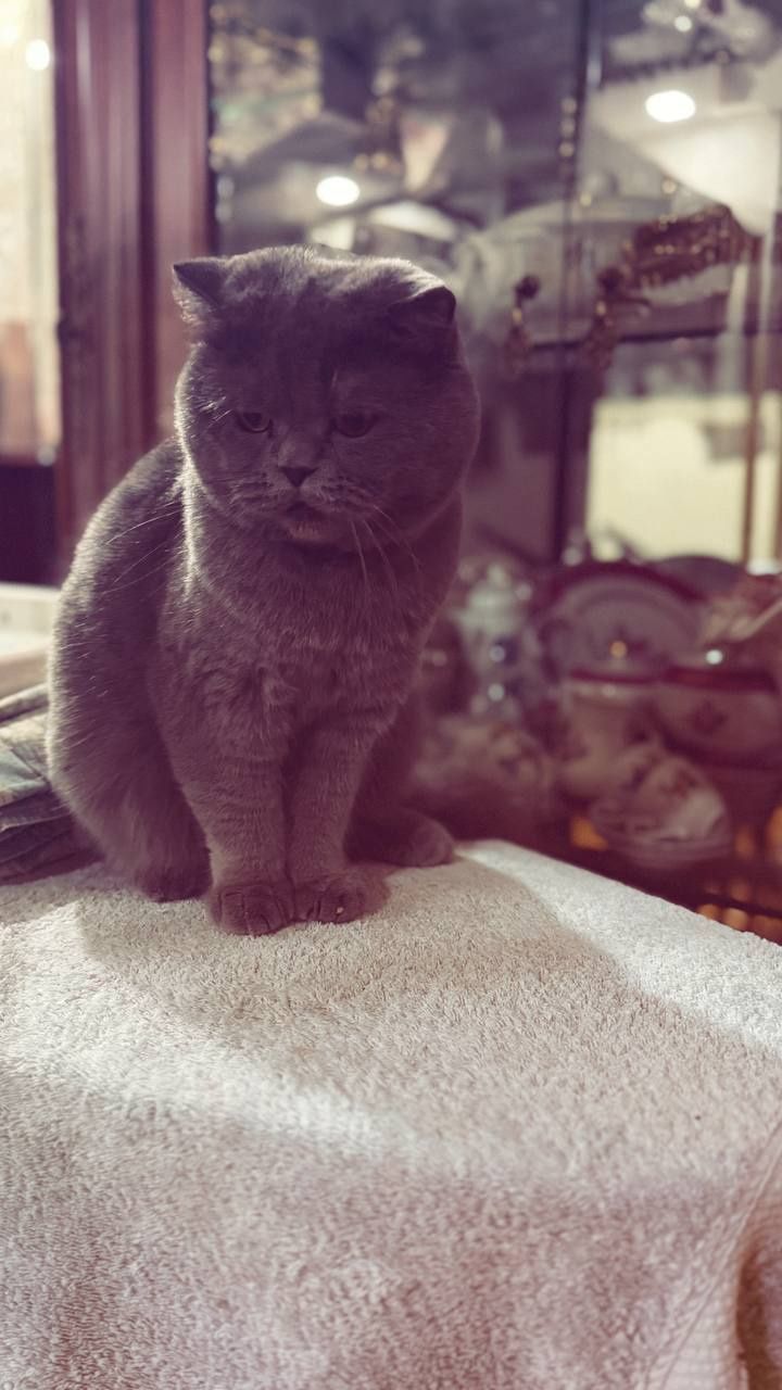 Шотландский вислоухий кот.