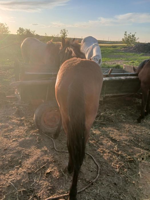 De vânzare harmăsar de 7 luni