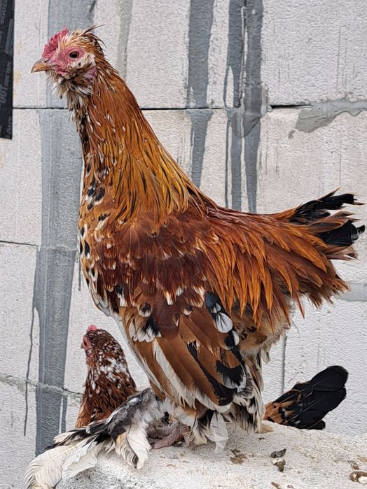 Gaini si cocosi pitici