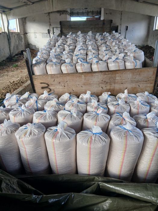 Porumb recoltă 2025