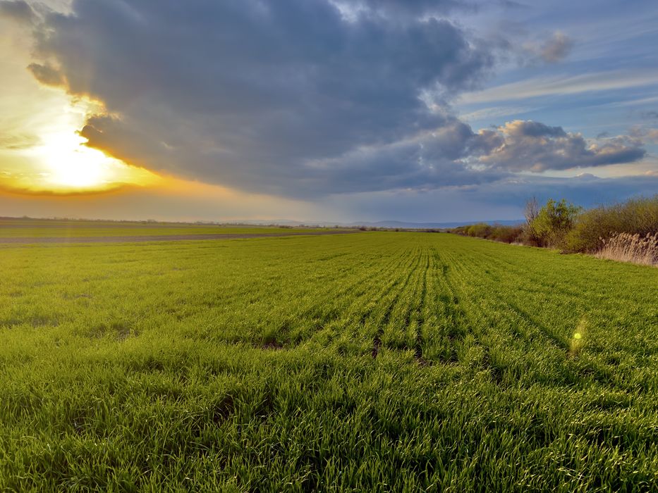 Grau Glosa C1 pentru samanta