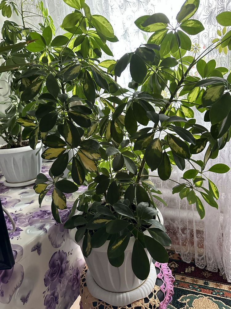 Продаю растение шеффлера