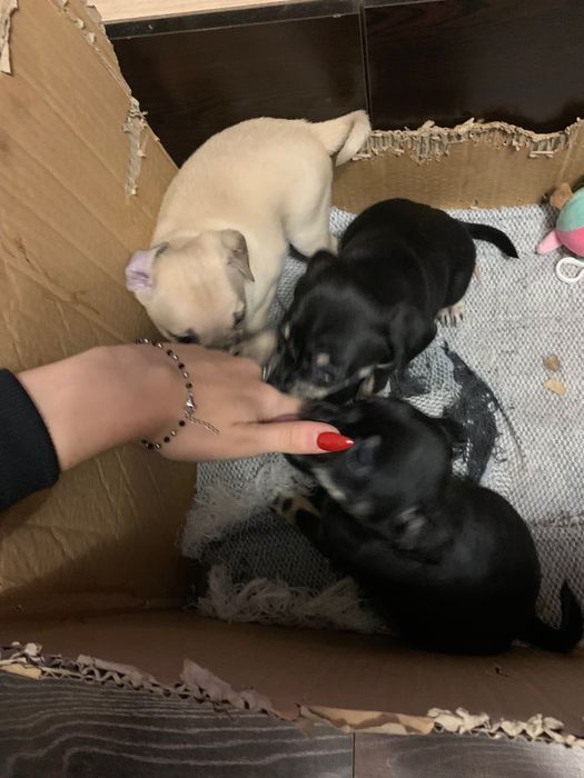 Кученца между пинчер и мопс