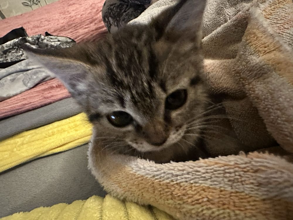 Котёнок-девочка ищет дом!