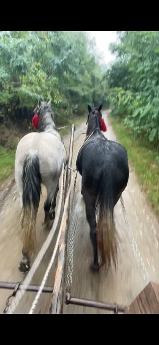 Vand manza de 3 ani jumate si armasar 7 ani